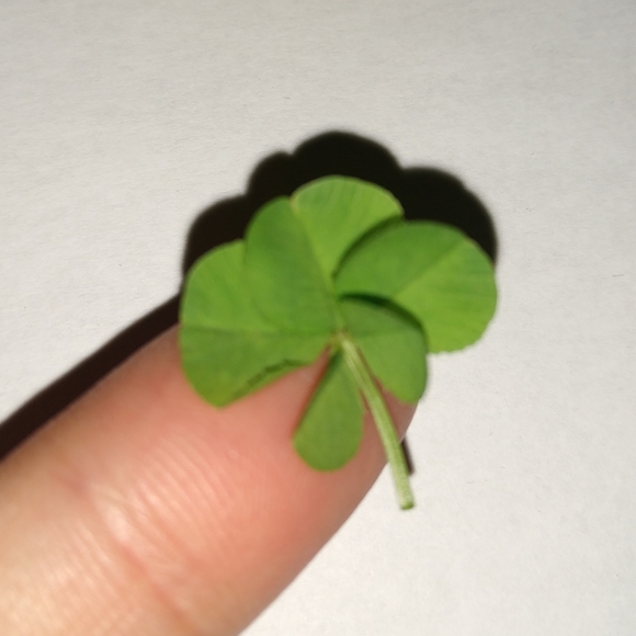 🍀 REAL Wild 5 Leaf Clover Rare Just for You Found 4 /24/23 USA yard Lucky Five - Picture 5 of 13